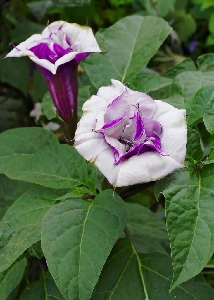 wikimedia - jlpc cc-by-3.0 datura metel 732px-datura_fr_2012.jpg