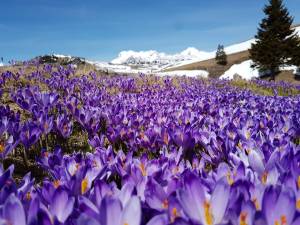 Crocuses on Velika Planina