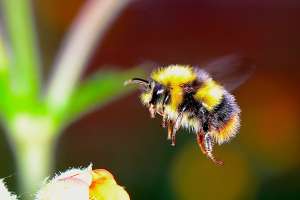 Machine learning is being used to better understand the bumblebee